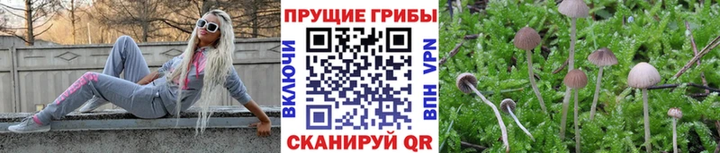 цены наркотик  Покачи  Псилоцибиновые грибы мицелий 